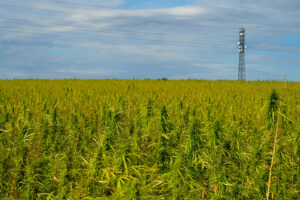 Expansive hemp field reflecting the rise and challenges of the hemp industry.