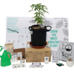 A pot for a pot small grow kit