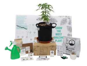 A pot for a pot small grow kit