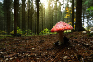 Amanita Hysteria - The Fly Agaric Mushroom