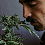 The world of cannabis terpenes is rich and complex, offering aromatic compounds that shape the unique effects and therapeutic value of different strains, highlighting their growing role in the cannabis industry.