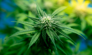 Hemp Regs Florida Minnesota Tennessee