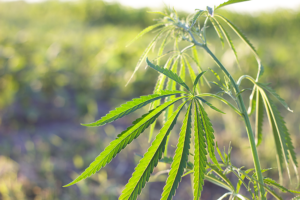 Hemp alert: Attorneys general pushing for stricter regulations.