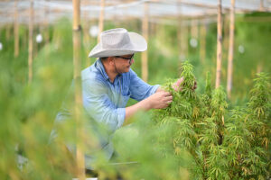 Young hemp farmer taking care of plants