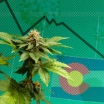 Colorado Cannabis Feature Image