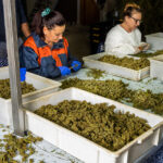 Pesticides in California Cannabis