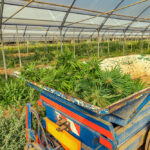 Mary Miller's ammendment could kill hemp.