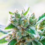 THC Journey Article Feature