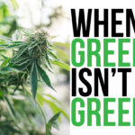 When Green Isn't Green Marijuana Bud