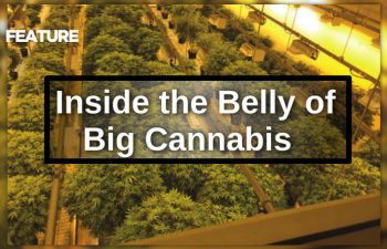 Big Cannabis feature article pic rev