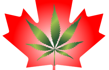 Canada maple leaf plus canna leaf Headquest Magazine