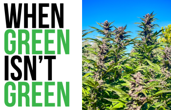 WhenGreenIsntGreen2