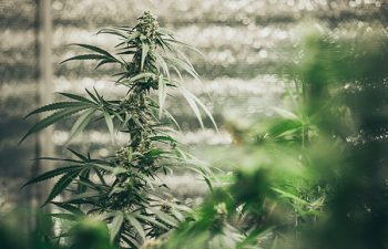 Commercial hemp farming in a greenhouse. Industrial hemp grown to produce CBD oil and other hemp derived products