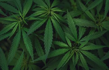 High angle view of marijuana leaves with copy space