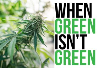 When Green Isn't Green Marijuana Bud